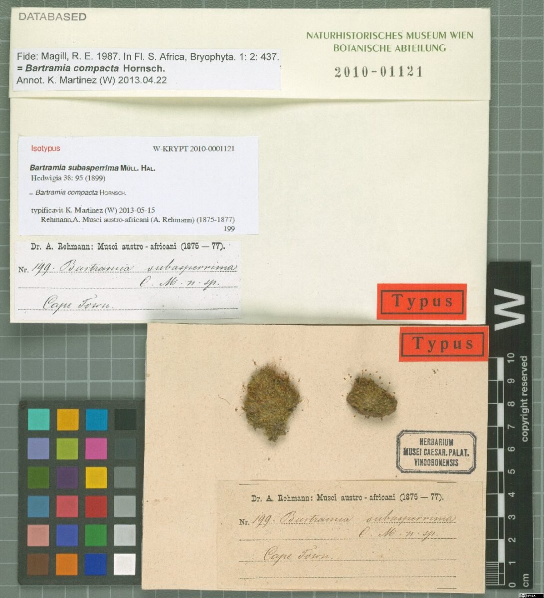 Bartramia compacta photograph 2