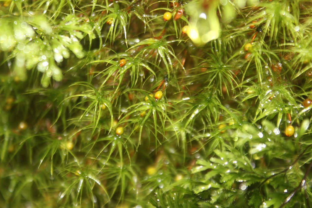 Bartramia mossmaniana photograph 4