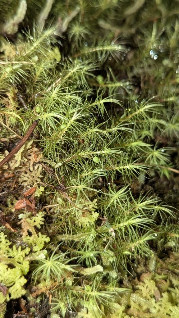 Bartramia mossmaniana photograph 2