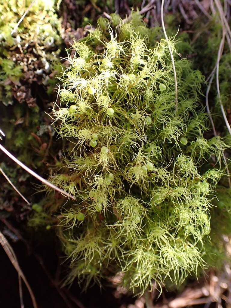 Bartramia mossmaniana photograph 5