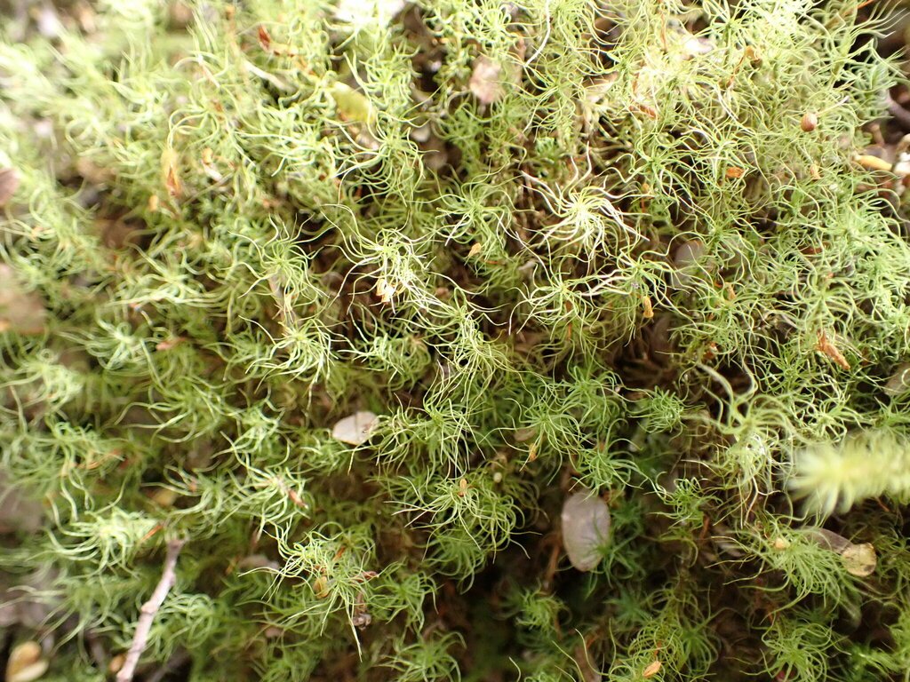 Bartramia mossmaniana photograph 3