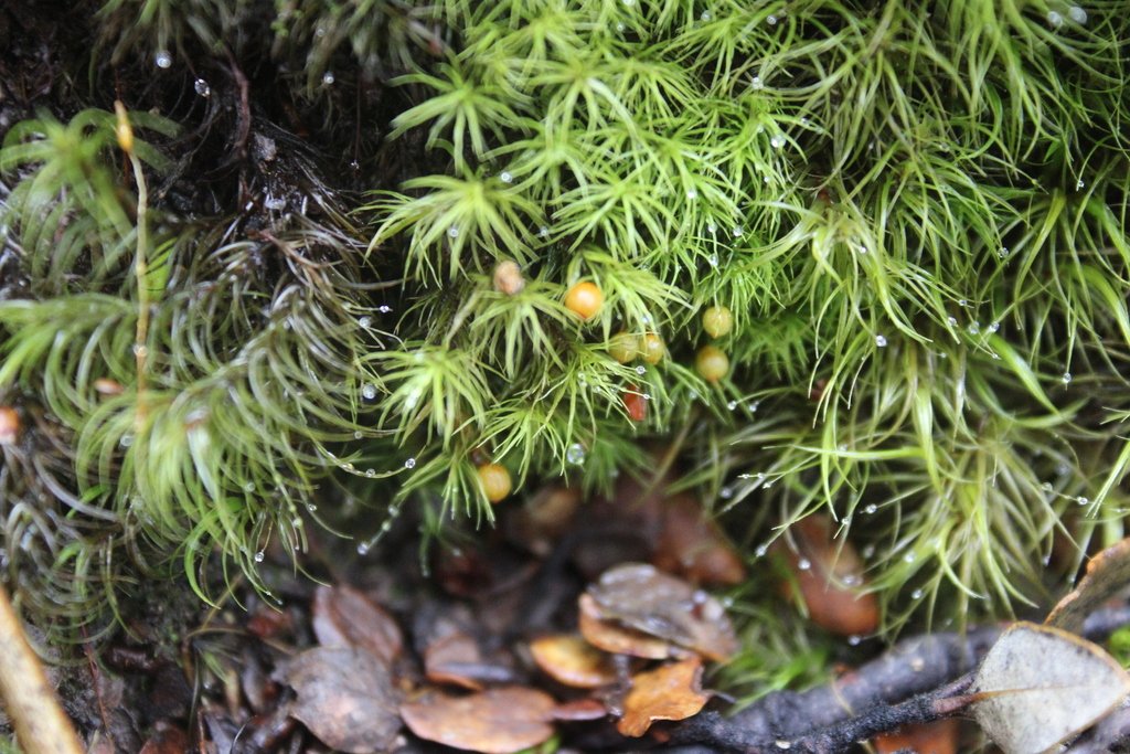 Bartramia mossmaniana