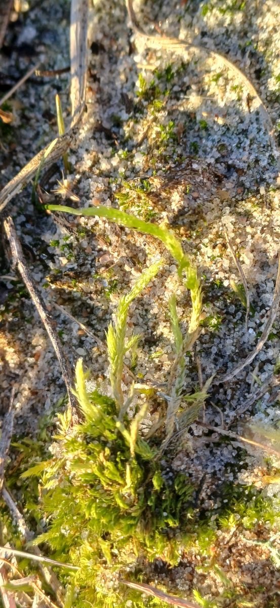 Brachythecium albicans photograph 3