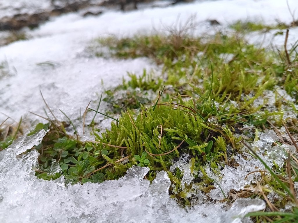 Brachythecium albicans photograph 6