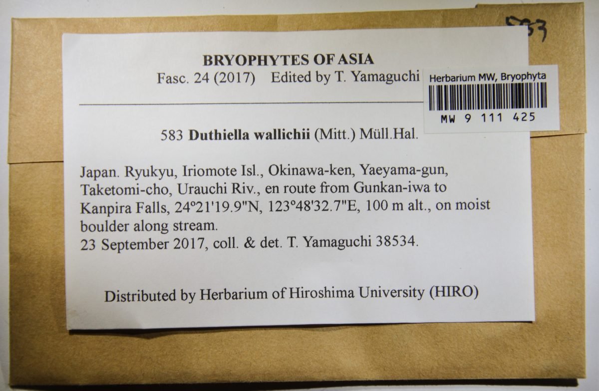 Duthiella wallichii photograph 2