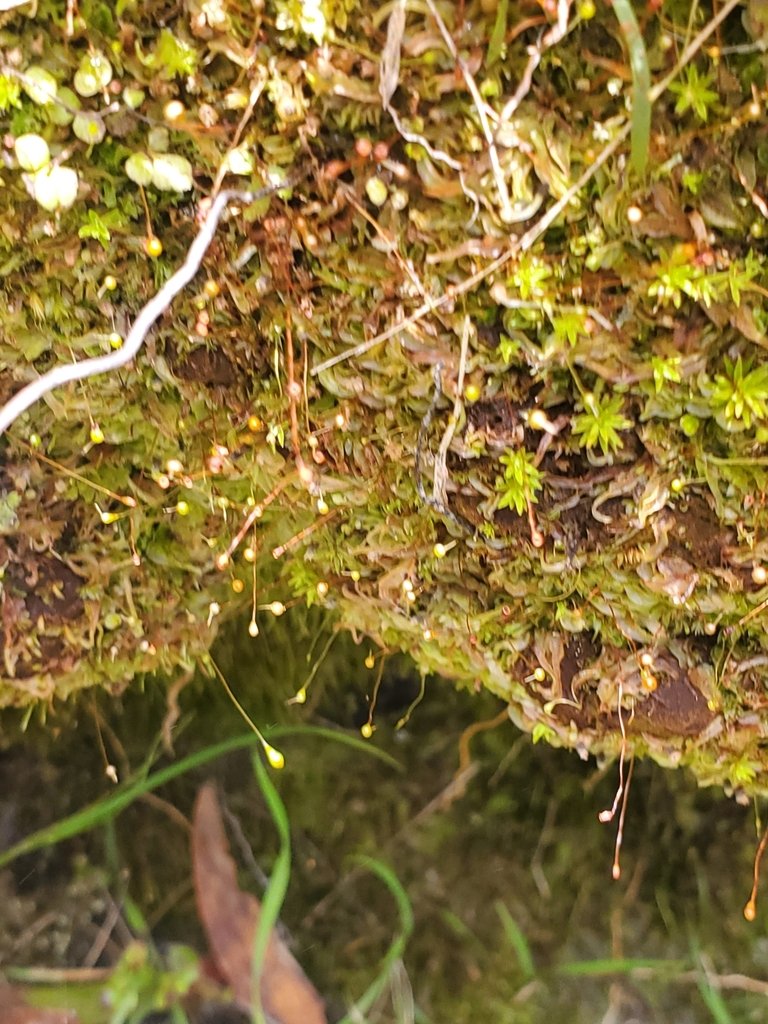Entosthodon borbonicus