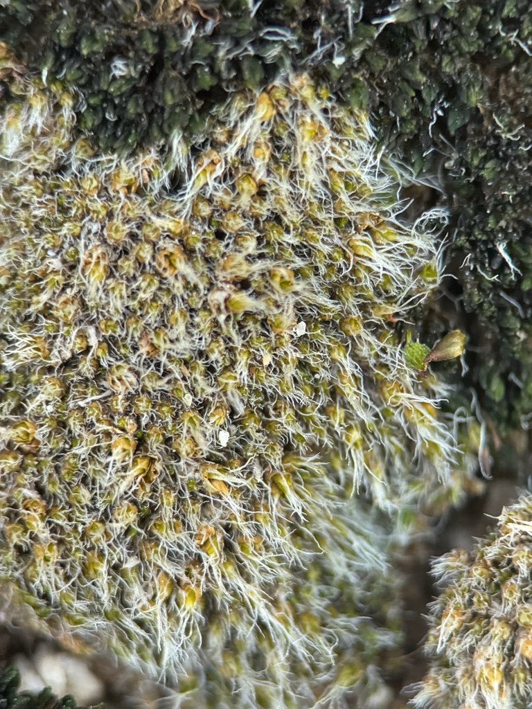 Jaffueliobryum wrightii