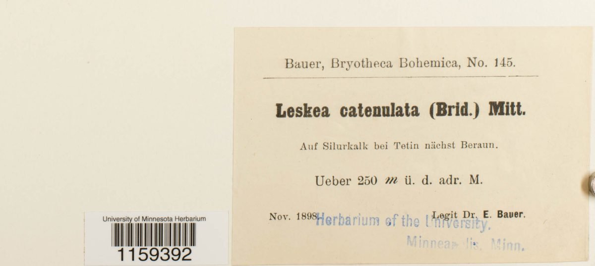 Leskea catenularia photograph 4
