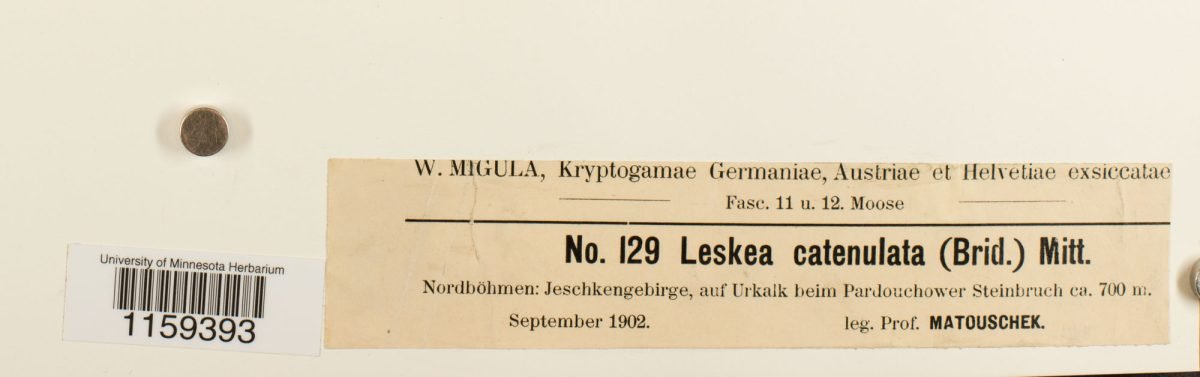 Leskea catenularia