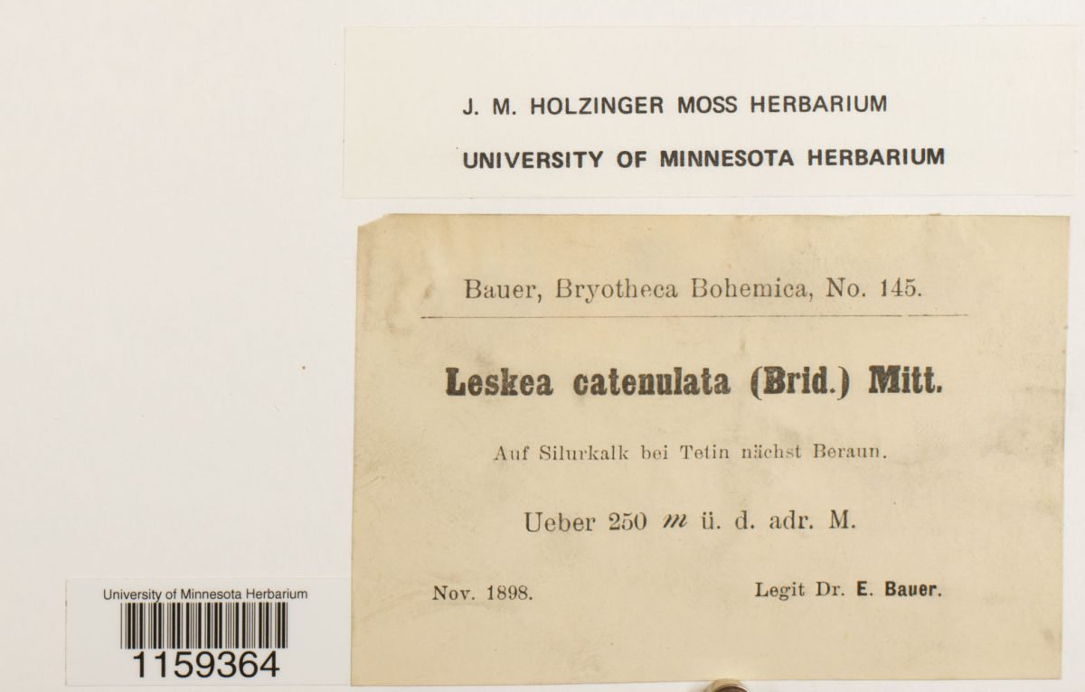 Leskea catenularia photograph 5