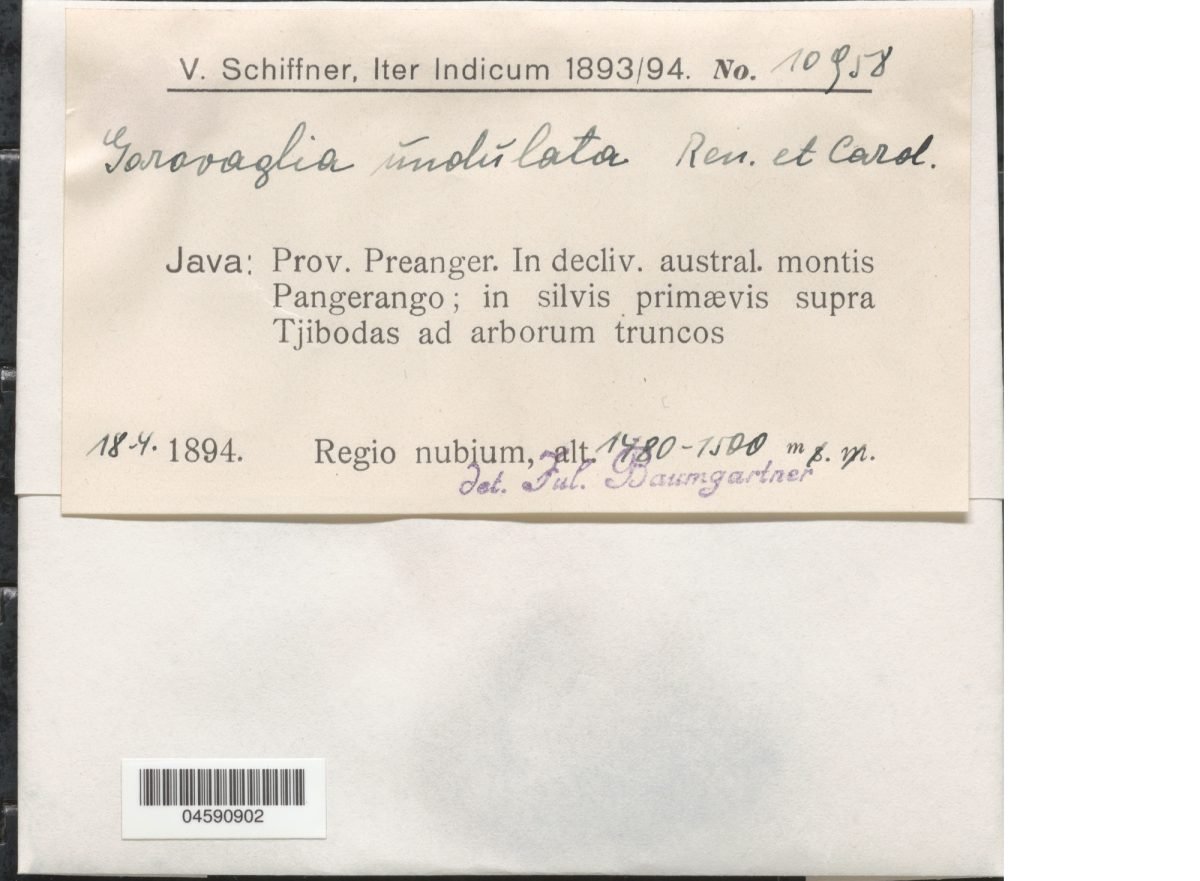 Garovaglia plicata subsp. undulata photograph 4