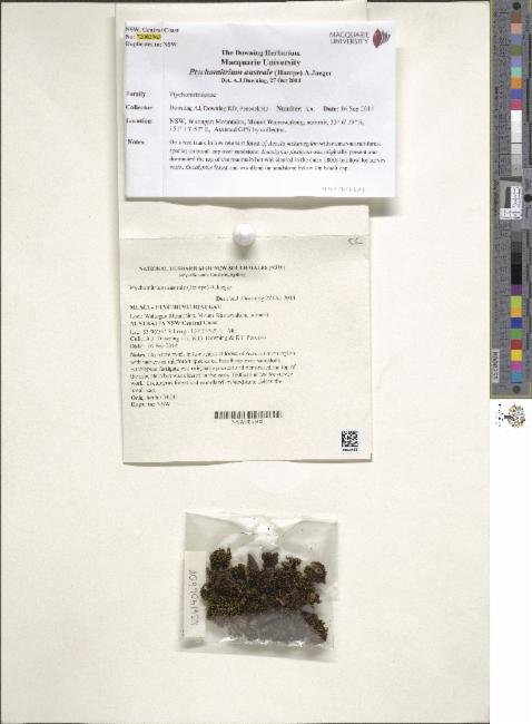 Ptychomitrium australe photograph 4