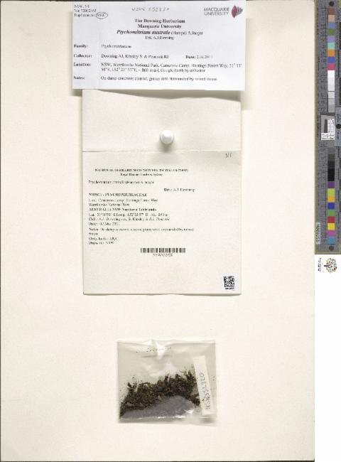 Ptychomitrium australe photograph 5