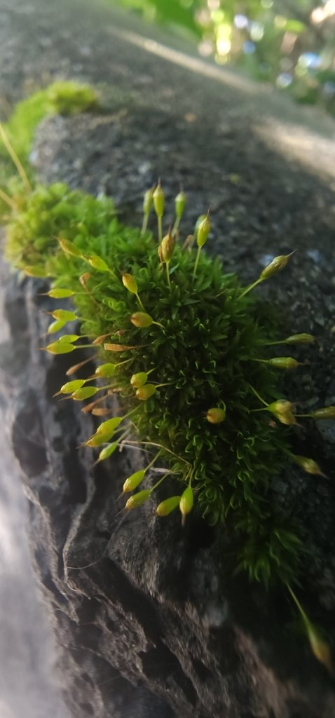 Ptychomitrium australe