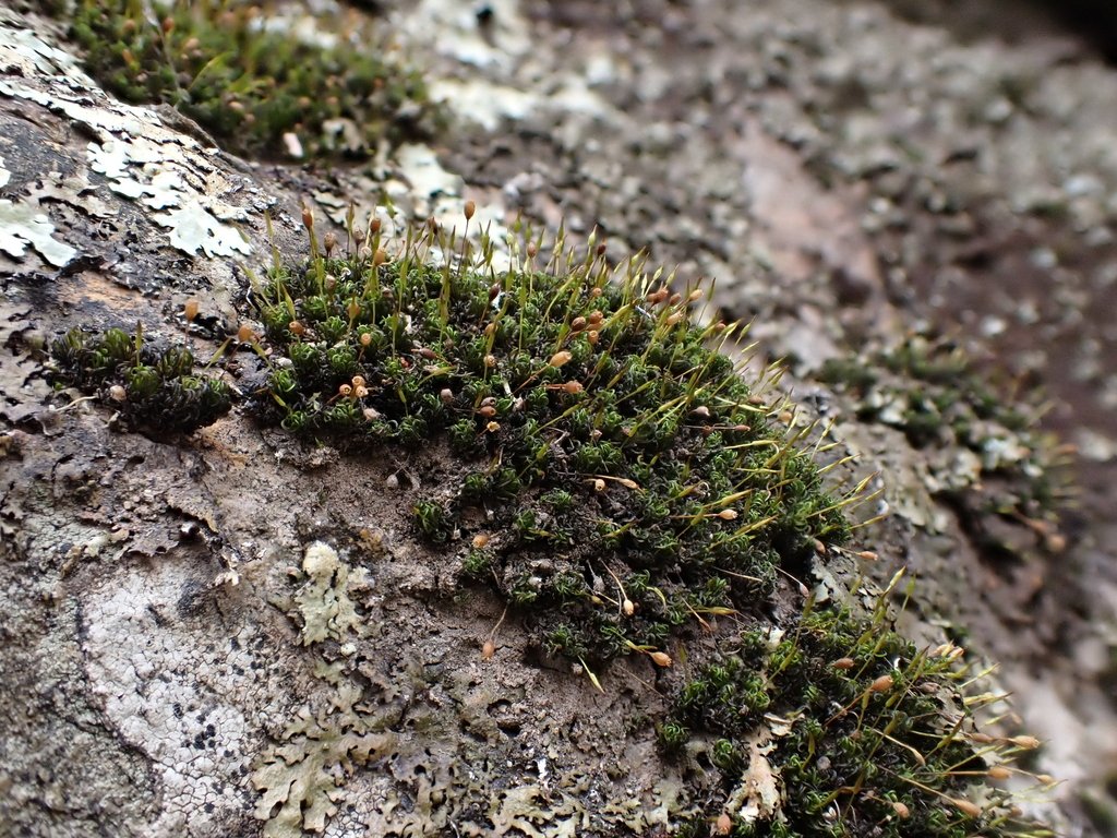 Ptychomitrium australe photograph 2