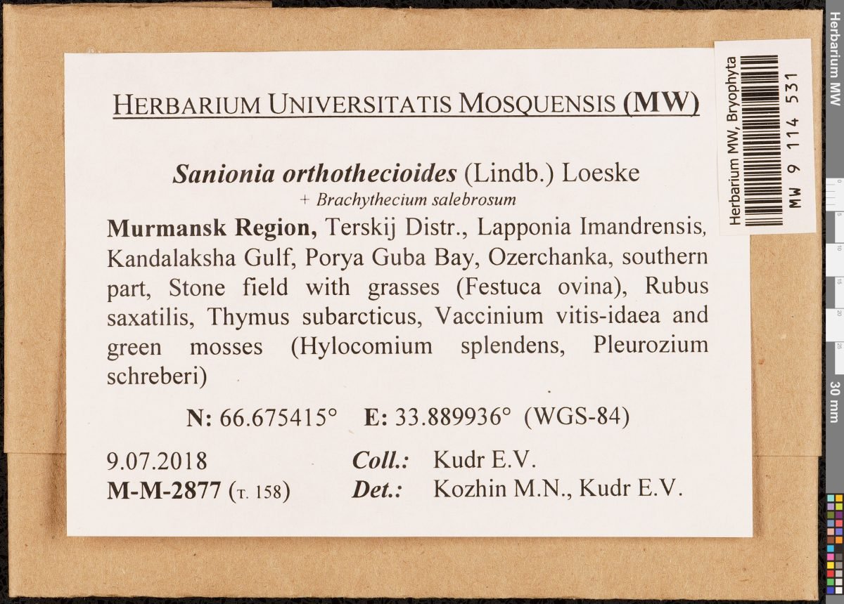 Sanionia orthothecioides photograph 6