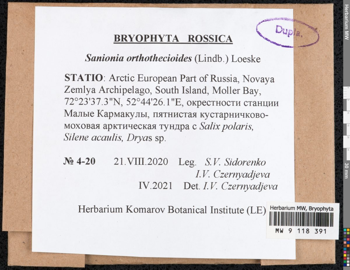 Sanionia orthothecioides photograph 3