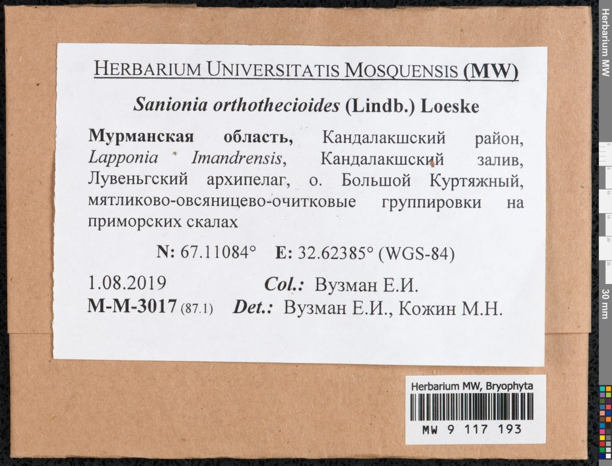 Sanionia orthothecioides photograph 4