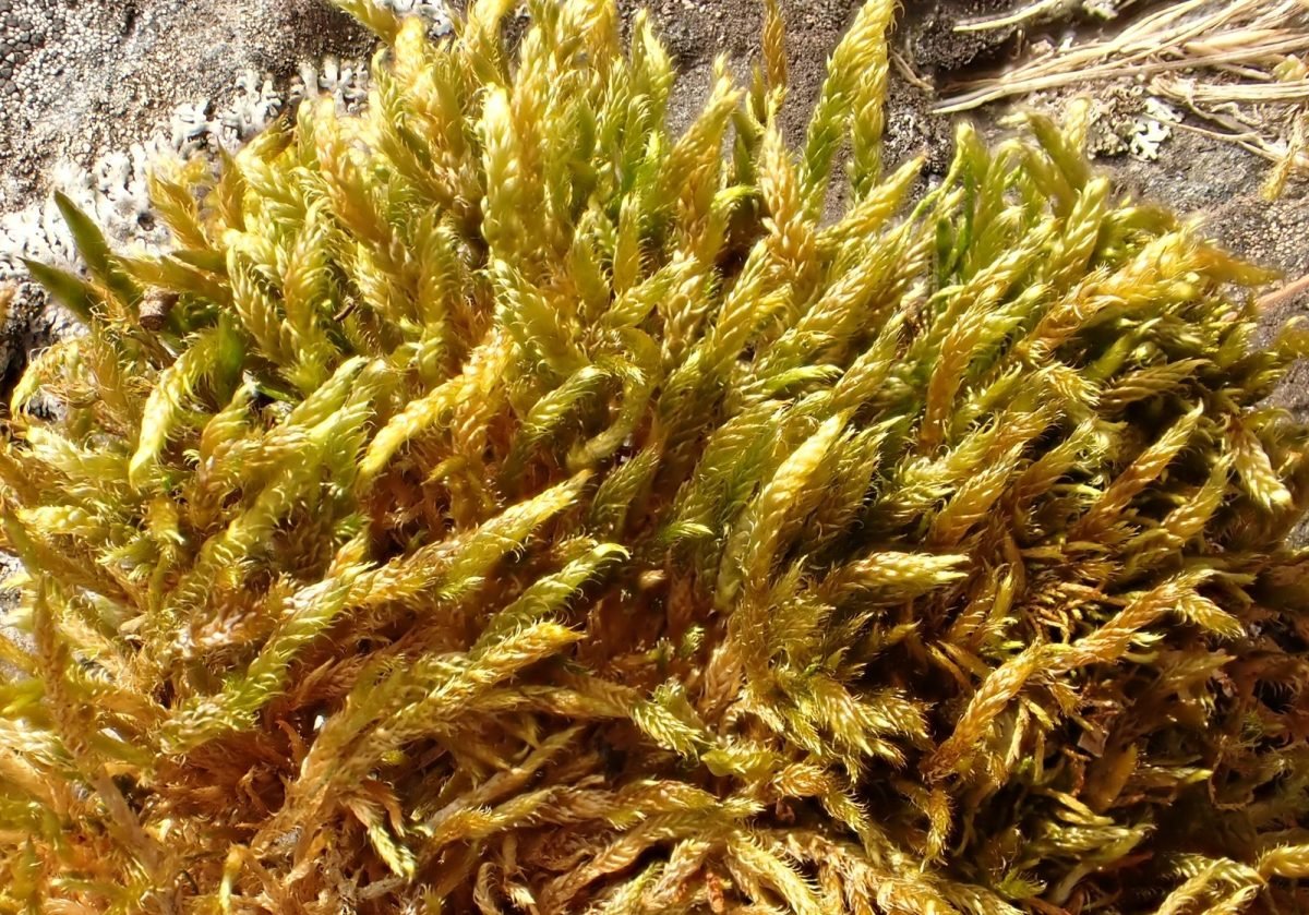 Sanionia orthothecioides photograph 2