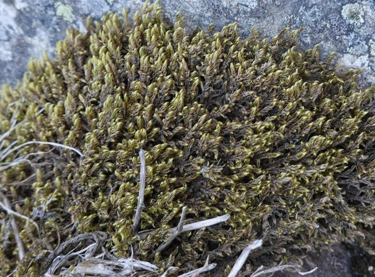 Sanionia orthothecioides