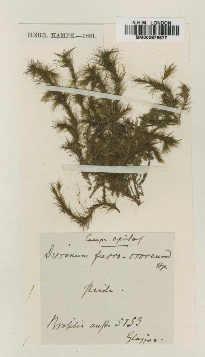 Campylopus fuscocroceus photograph 6