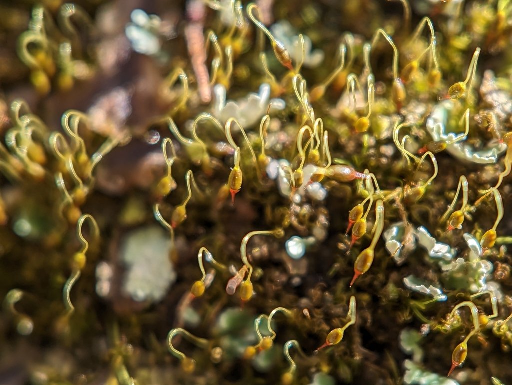 Campylostelium saxicola