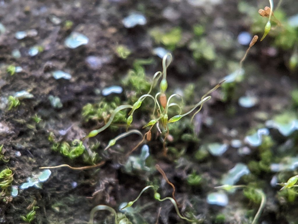 Campylostelium saxicola photograph 2