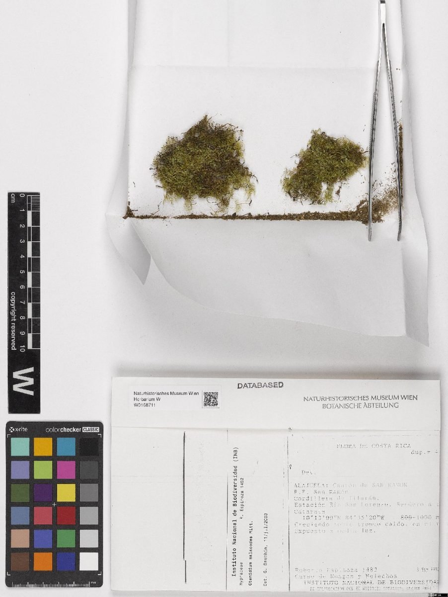 Ctenidium malacodes photograph 3