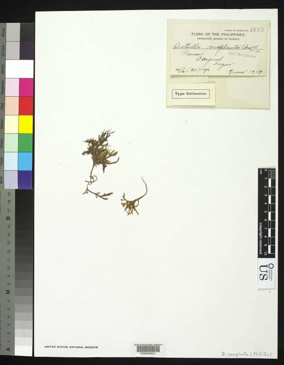 Duthiella declinata photograph 4