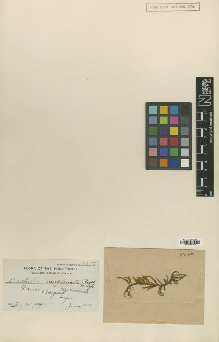 Duthiella declinata photograph 3
