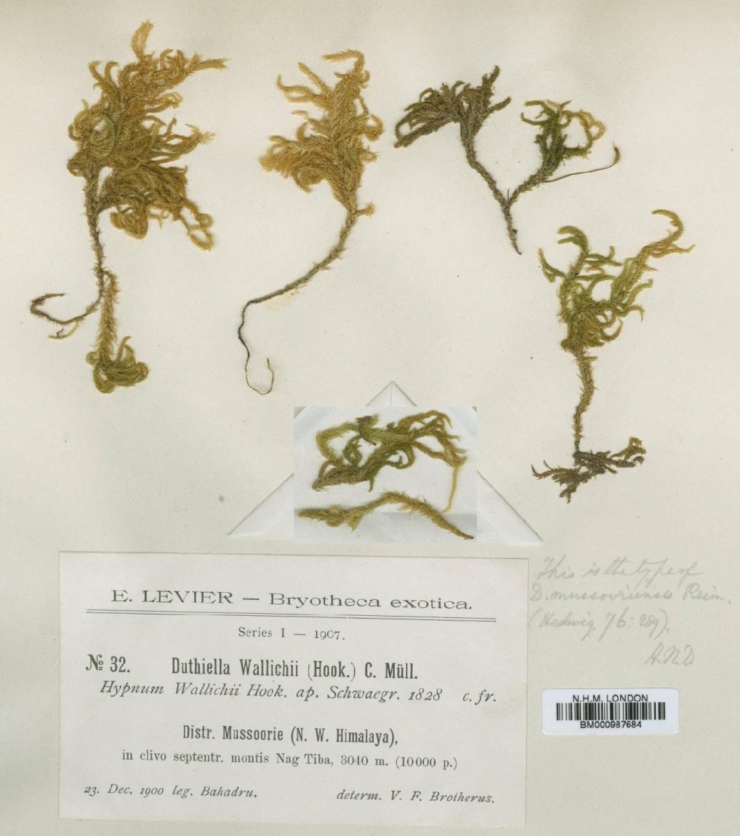 Duthiella declinata photograph 6