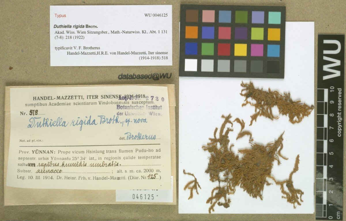 Duthiella flaccida var. rigida photograph 3