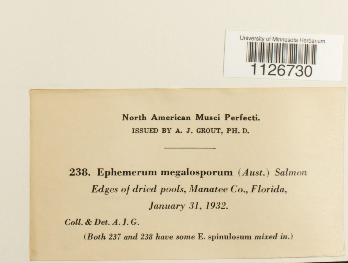 Micromitrium megalosporum photograph 5