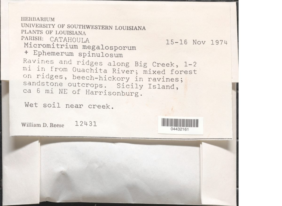 Micromitrium megalosporum photograph 2