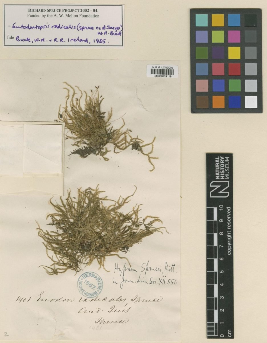 Entodontopsis radicalis photograph 5