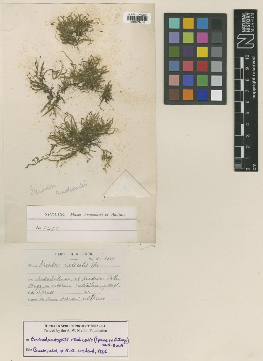 Entodontopsis radicalis photograph 4