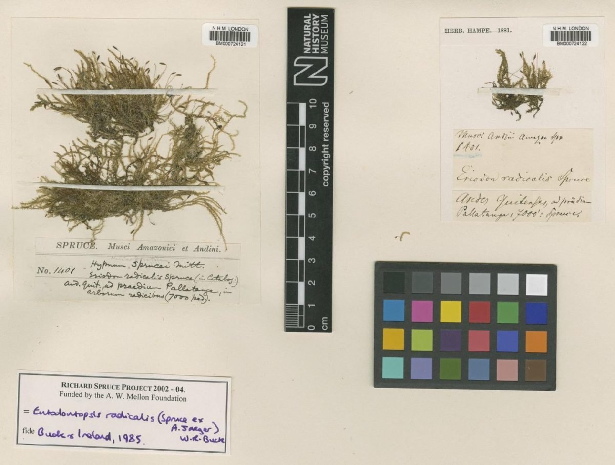 Entodontopsis radicalis photograph 3