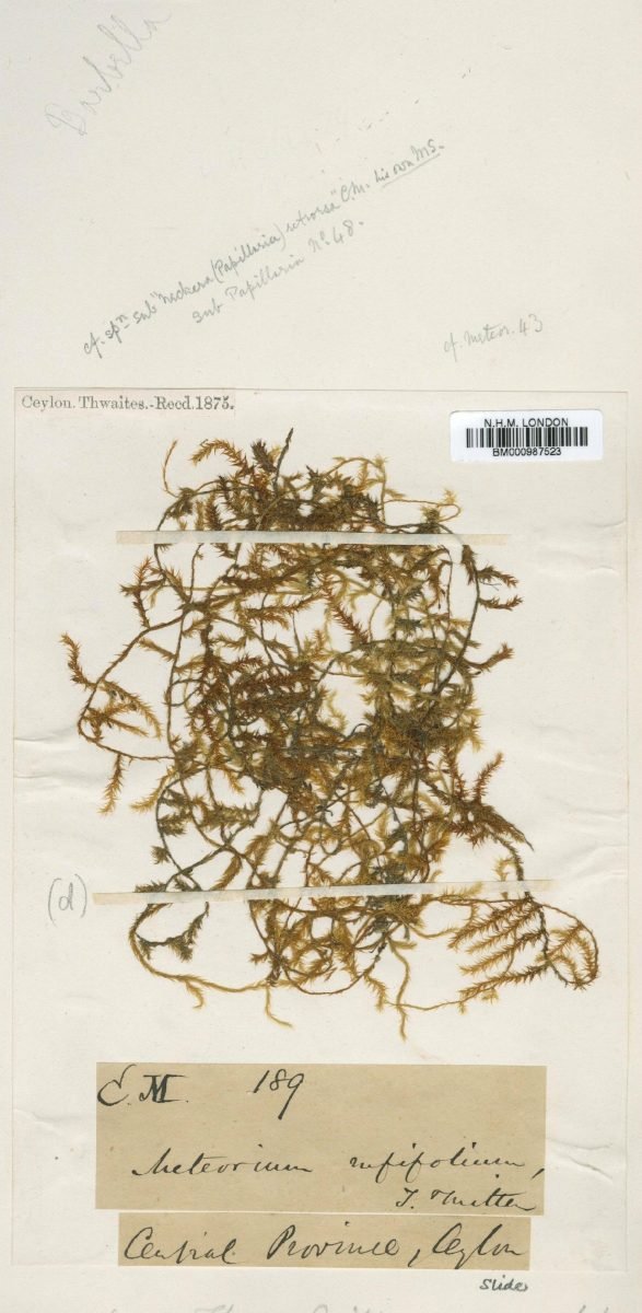 Barbella rufifolia photograph 6
