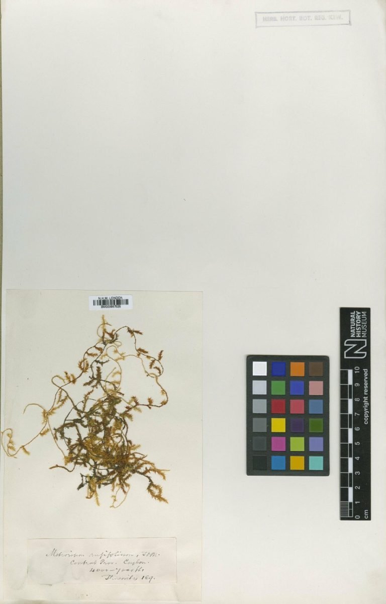 Barbella rufifolia photograph 3