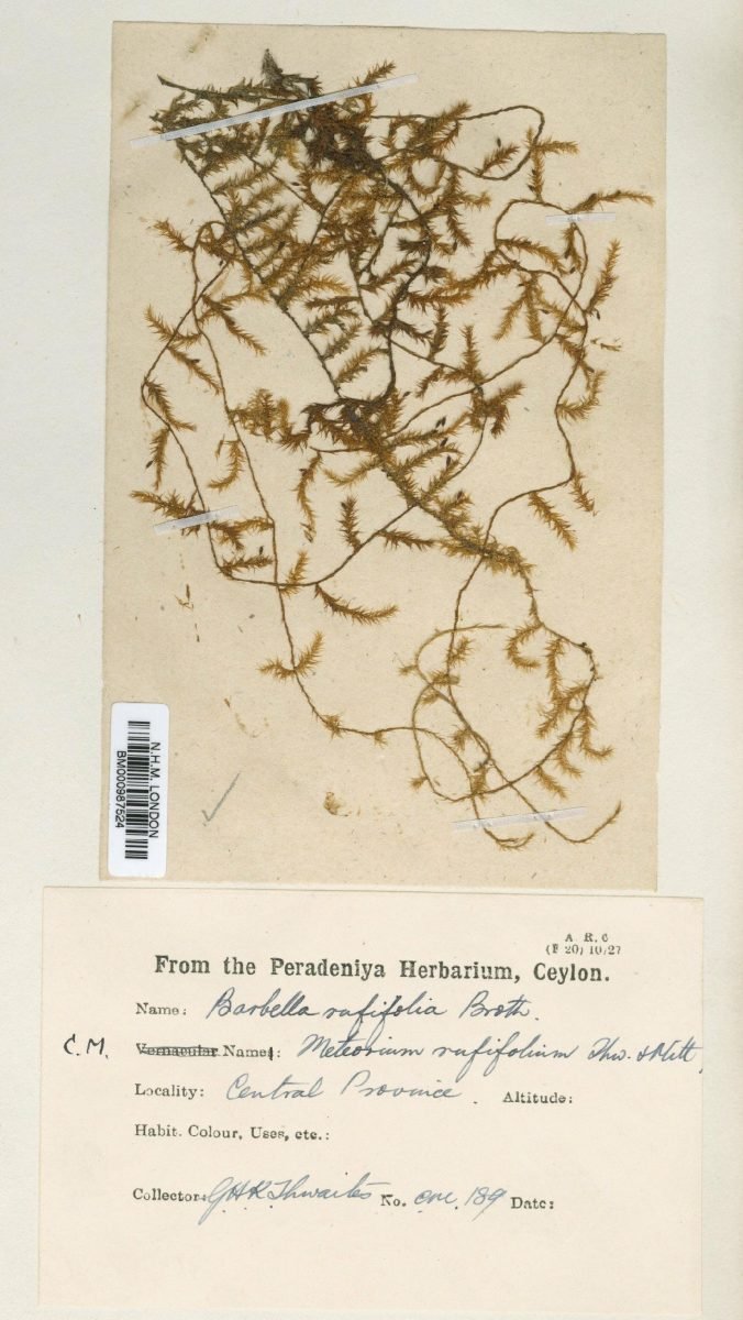 Barbella rufifolia photograph 5