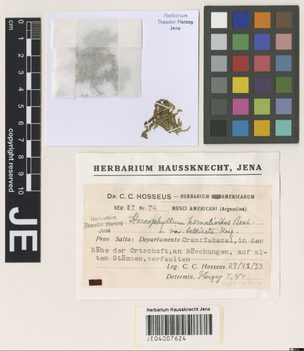 Entodontopsis nitens photograph 4