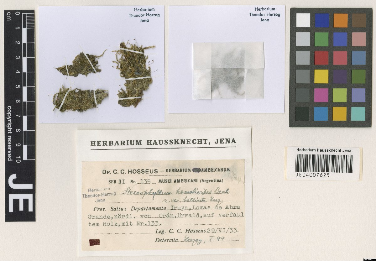 Entodontopsis nitens photograph 3