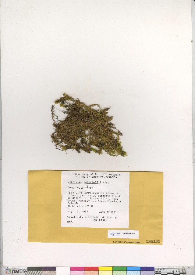 Ctenidium schofieldii photograph 2