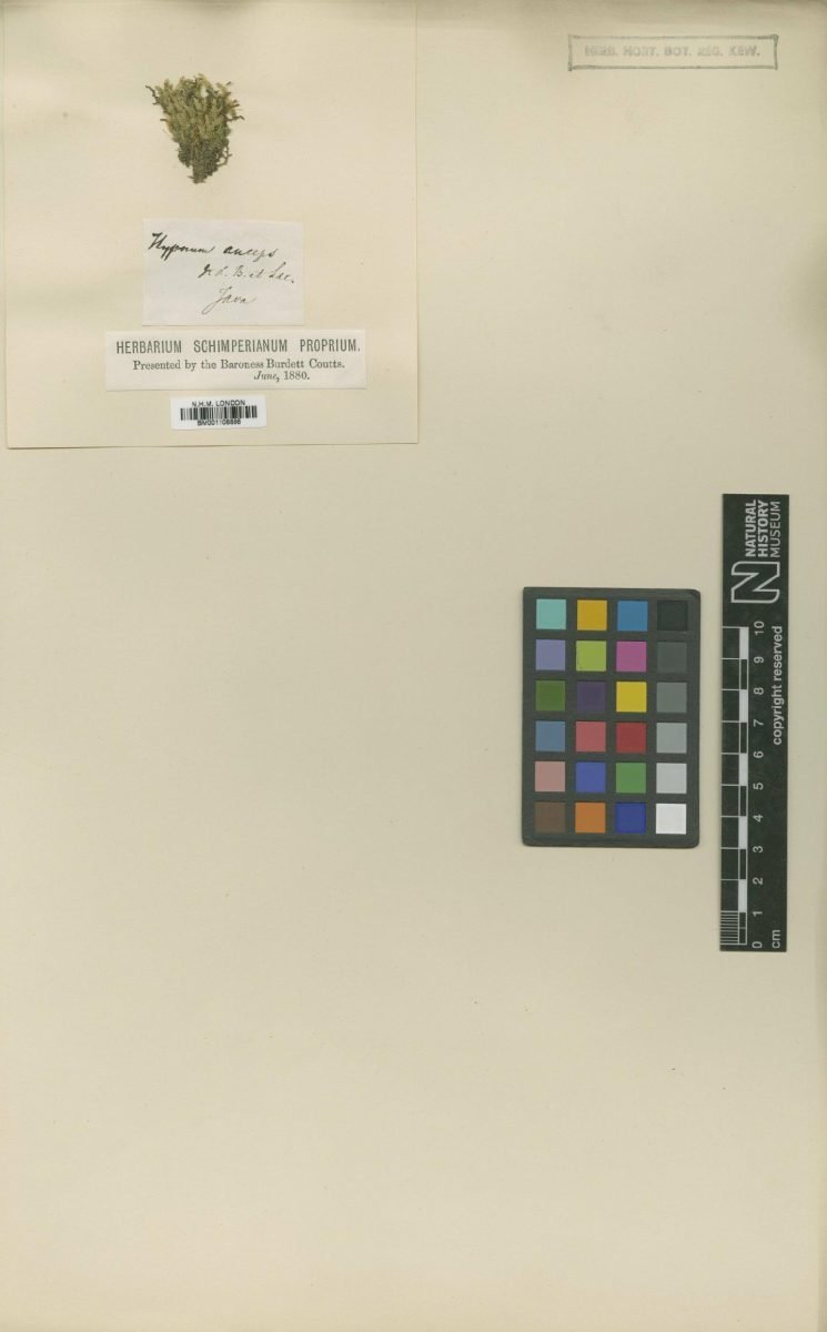Entodontopsis anceps photograph 4