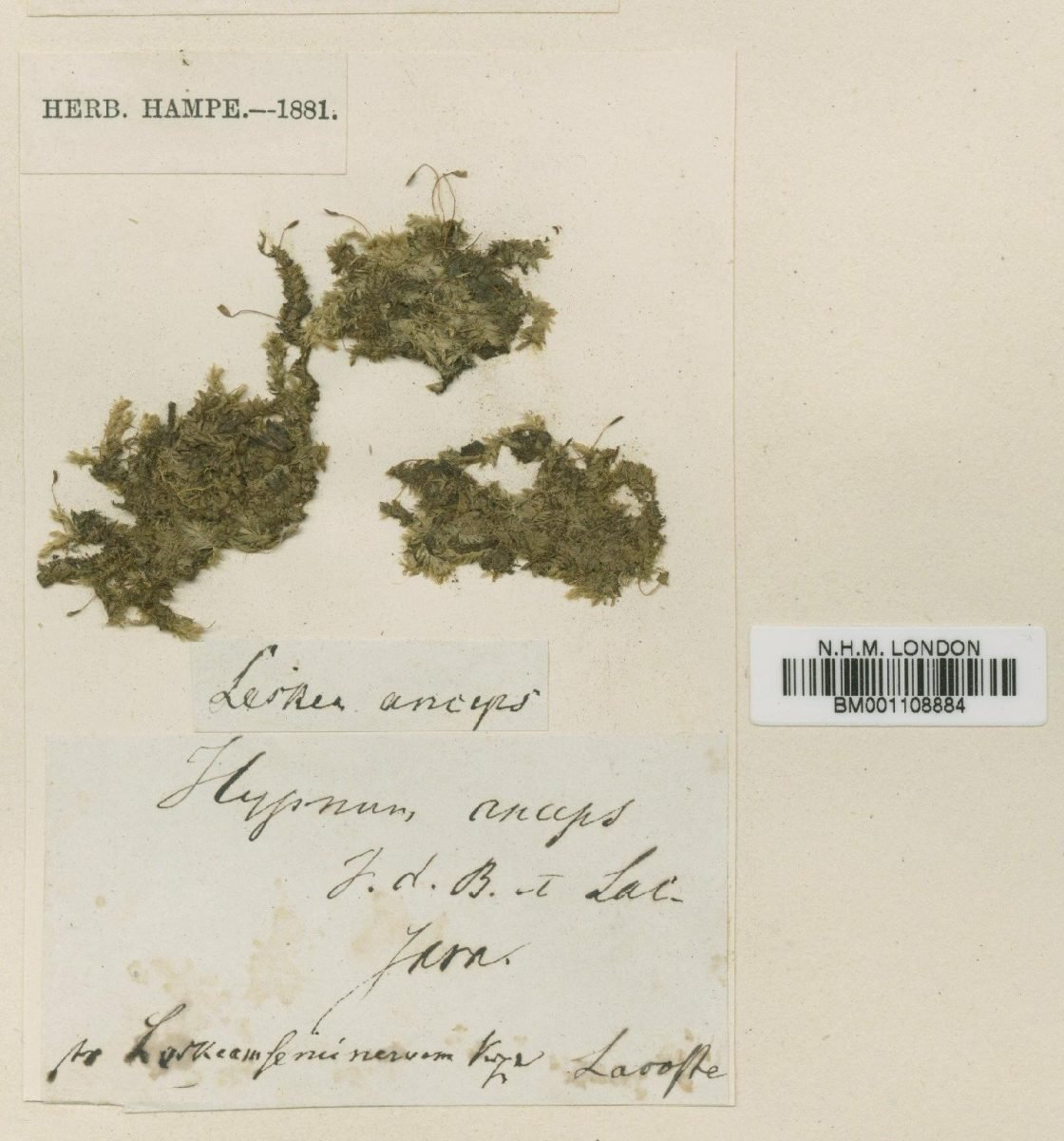 Entodontopsis anceps photograph 2