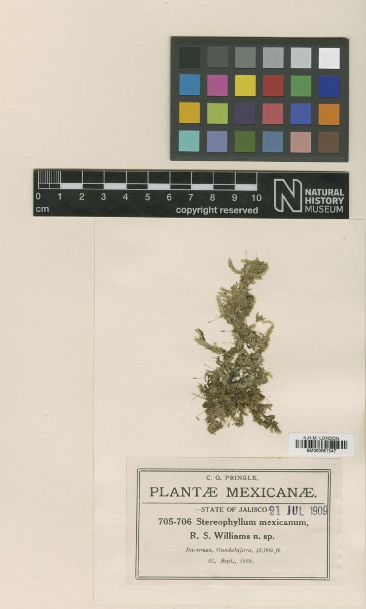 Entodontopsis mexicana photograph 6