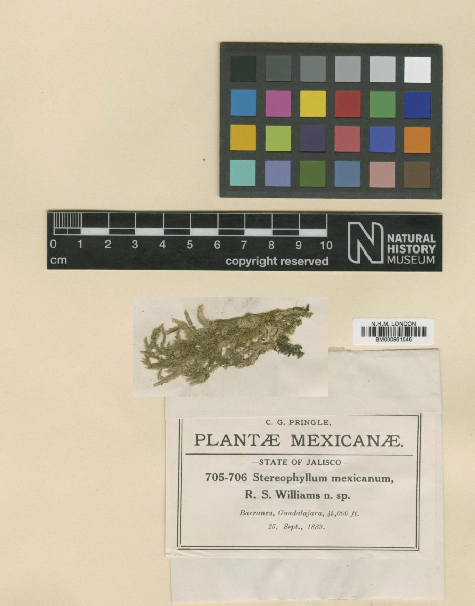 Entodontopsis mexicana photograph 4