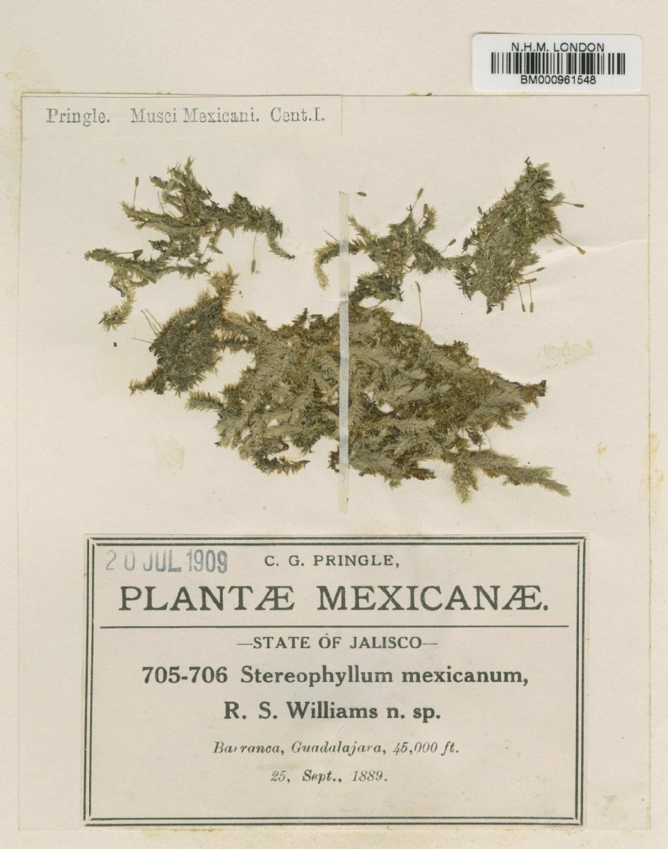 Entodontopsis mexicana photograph 5