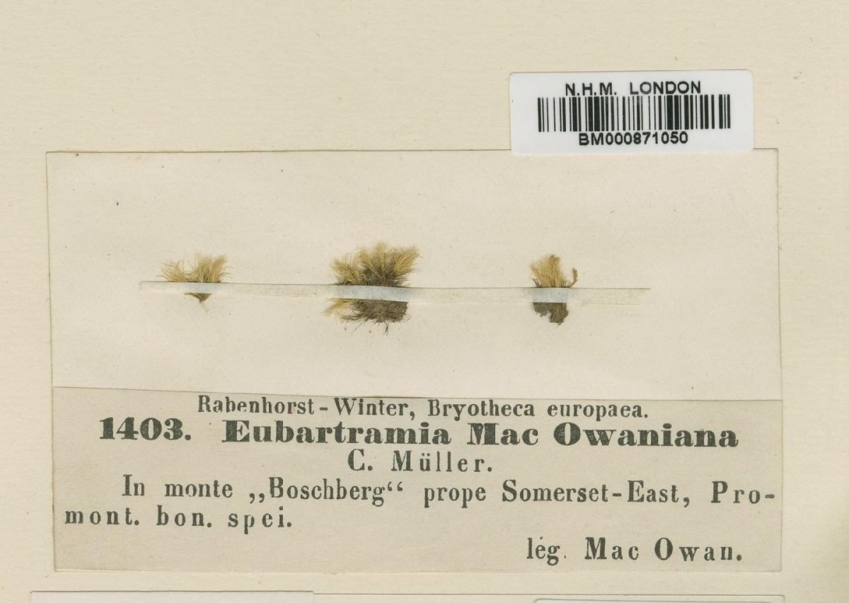 Bartramia compacta var. macowaniana photograph 4