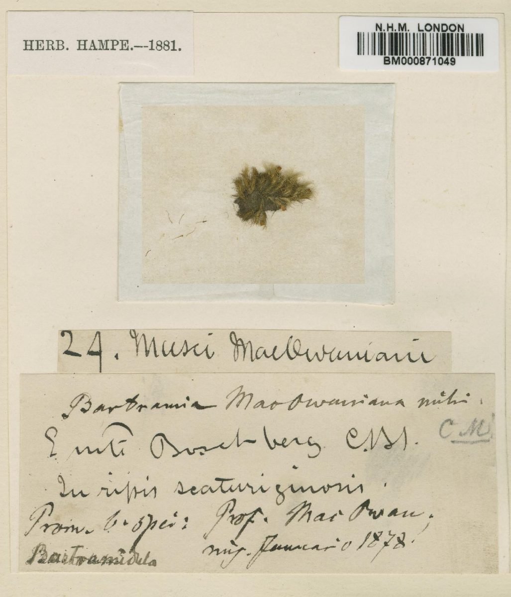Bartramia compacta var. macowaniana